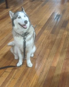Sabre, a grey and white, male Siberian Husky with one blue eye and one brown eye is sitting and smiling for the camera.