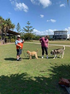 A male and female participant from Integrated Disability Support Services take 2 dogs for a walk in a park on a sunny day.