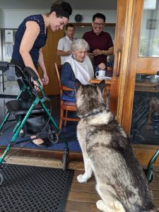 Sabre a grey and white Siberian Husky visits an elderly lady in a respite home. Three smiling carers are looking over them.